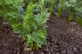 Fluffy young carrot tops in the garden Royalty Free Stock Photo