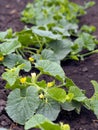 Beds with melon plants. Growing melons on flat rows of land. Growing berries, fruits and vegetables