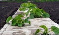 Beds with melon plants. Growing melons on flat rows of land. Growing berries, fruits and vegetables