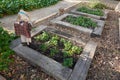 beds with railway sleepers to grow strawberries with bird scarecrow Royalty Free Stock Photo