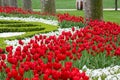 Beds of red and white tulips flower in Istanbul, Turkey, in the spring tulip festival in April Royalty Free Stock Photo