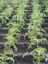 Beds with tomato plants. Growing tomato seedlings on flat rows of land. Growing vegetables.