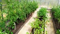 Beds with tomatoes in a greenhouse, top view. Tomato bushes grow in a polycarbonate greenhouse