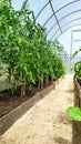 Beds with tomatoes. Tomato bushes grow in a polycarbonate greenhouse. Greenhouse with vegetables