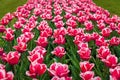 Beds with tulips Royalty Free Stock Photo