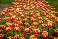 Beds with tulips Royalty Free Stock Photo