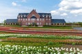 Beds with tulips Royalty Free Stock Photo