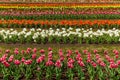 Beds with tulips Royalty Free Stock Photo