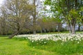 Beds of white narcissus and yellow daffodils in the public park in Barnett`s Desmesne in late April just before the blooms finally Royalty Free Stock Photo