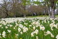 Beds of white narcissus and yellow daffodils in the public park in Barnett`s Desmesne in late April just before the blooms finally Royalty Free Stock Photo