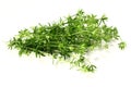 Bedstraw