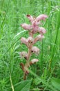 Bedstraw Broomrape Royalty Free Stock Photo