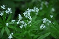 Bedstraw Galium odoratum blooms in spring