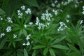 Bedstraw Galium odoratum blooms in spring Royalty Free Stock Photo