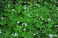 Bedstraw Galium odoratum blooms in spring Royalty Free Stock Photo