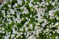 Bedstraw (Galium odoratum) blooms in spring Royalty Free Stock Photo