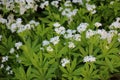 Bedstraw (Galium odoratum) blooms in spring Royalty Free Stock Photo