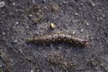 Bedstraw Hawk-moth caterpillar