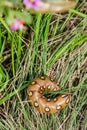 Bedstraw Hawk-Moth caterpillar (Sphingidae - Hyles gallii)