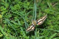 Bedstraw hawk-moth