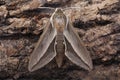 Bedstraw hawk-moth Hyles gallii on bark