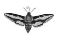 Bedstraw hawk moth vintage illustration