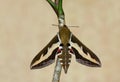 Bedstraw Hawk-mothHyles gallii