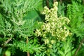 Bedstraw Latin Galium white in the bay of Akhlestyshev on Russian island. Russia, Vladivostok, Primorsky region