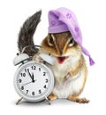 Bedtime concept, Funny animal chipmunk with clock and sleeping h Royalty Free Stock Photo