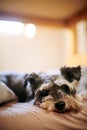 Bedtime has gone to the dogs. an adorable dog relaxing on the bed at home. Royalty Free Stock Photo