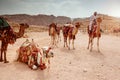 Beduin with camels in Petra