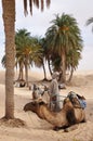 Sahara Desert, Tunisia. Beduin man getting camels ready for a ride across the African desert