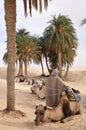 Sahara Desert, Tunisia. Beduin man getting camels ready for a ride across the African desert Royalty Free Stock Photo