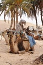 Sahara Desert, Tunisia. Beduin man getting camels ready for a camel ride across the African desert Royalty Free Stock Photo