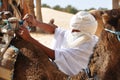 Sahara Desert, Tunisia. Close up of Beduin man getting camels ready for a camel ride across the African desert