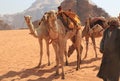 Beduin and their camels