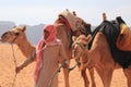 Beduin and their camels