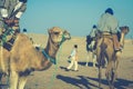 Beduins leading tourists on camels at short tourist tour around