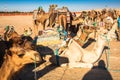 Beduins leading tourists on camels at short tourist tour around