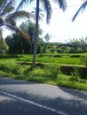 Bedulu beatiful green rice field bali