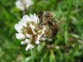 Bee Royalty Free Stock Photo