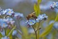 Bee harvesting pollen form a flower