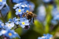 Bee harvesting pollen form a flower Royalty Free Stock Photo