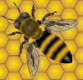 Bee Royalty Free Stock Photo