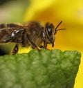 Bee Royalty Free Stock Photo