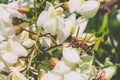 Bee on acacia flower