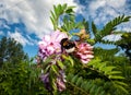 Bee on acacia flower Royalty Free Stock Photo