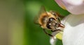 A bee on an acacia flower macro, close-up. Royalty Free Stock Photo