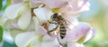 A bee on an acacia flower macro, close-up. Royalty Free Stock Photo