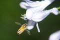 Bee on an Agapanthus Flower